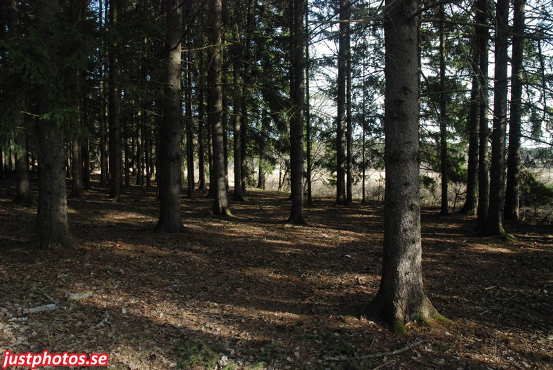 a forrest near stocklholm