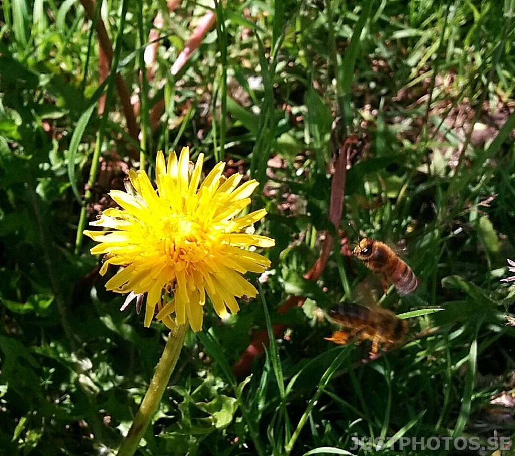 bees and dandelion picture was taken on Järvafälttet near to Stockholm