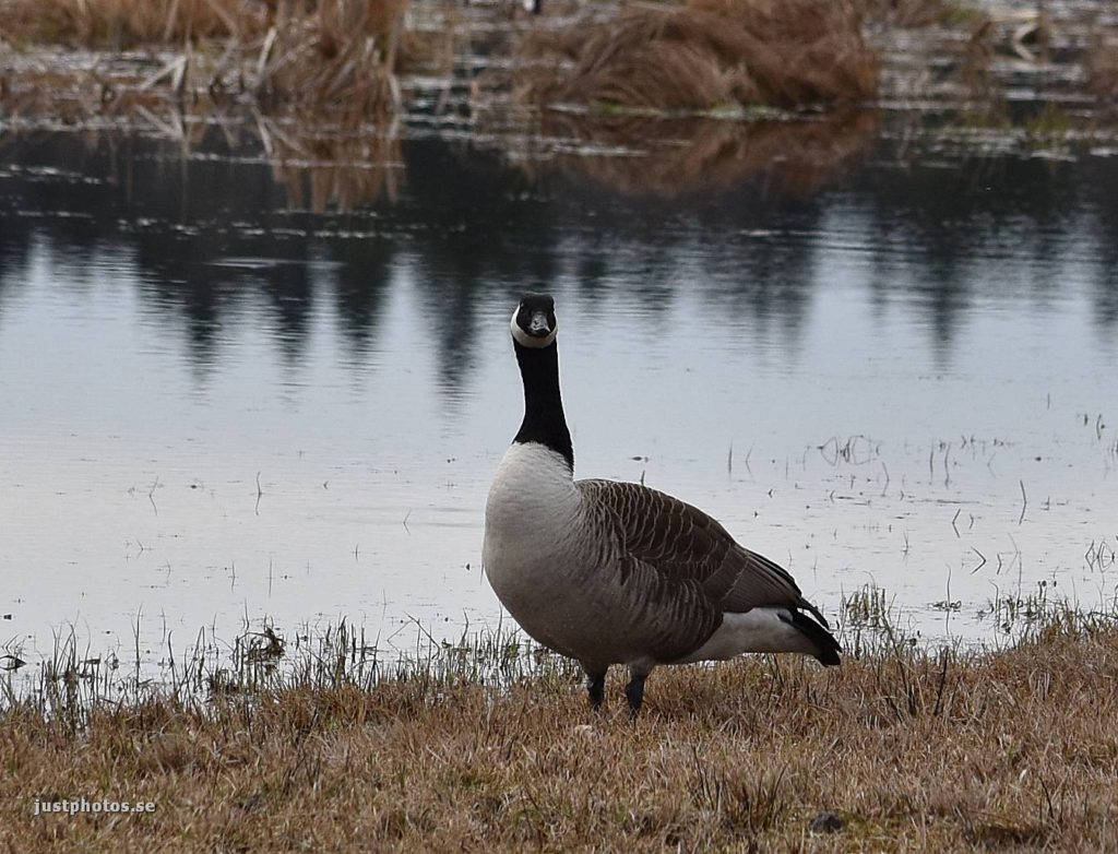 The Canada goose (Branta canadensis)