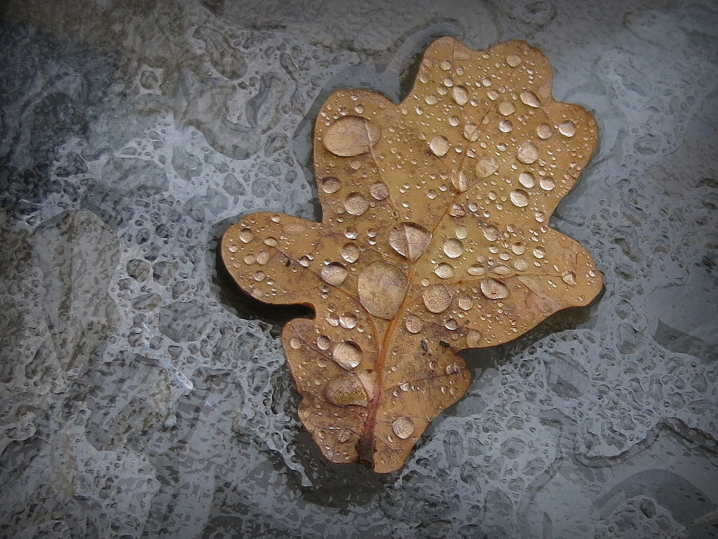 just an oak leaf