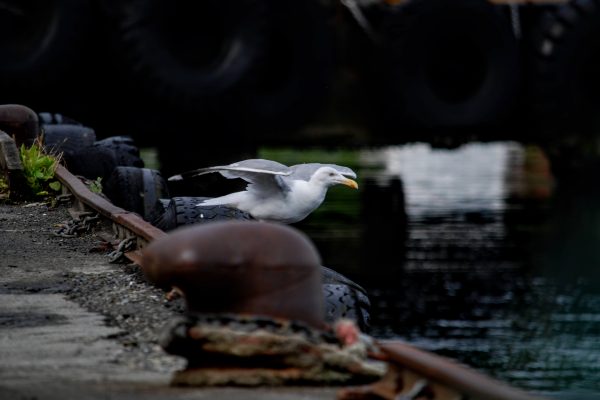A seagull taking off from a harbor edge near dark water and old dock tires.